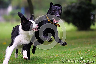 Dogs racing Stock Photo