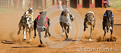 Dogs racing Stock Photo