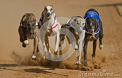 Dogs racing Stock Photo