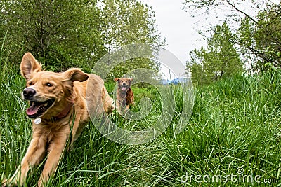 Dogs racing through tall grass in Carnation washington Stock Photo