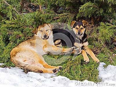 Dogs resting together under spruce Stock Photo