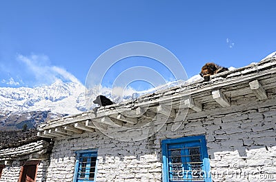 Dogs resting on the white stone house roof high in mountains Stock Photo