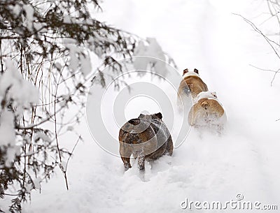 Dogs running in snow Stock Photo