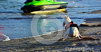 Dogs running and swimming, the beach in the tropical sea is a lovely sight Stock Photo