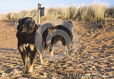 Dogs on the sandy beach Stock Photo