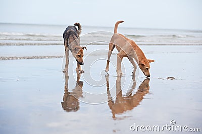Dogs at the sandy beach, summer vacantion Stock Photo