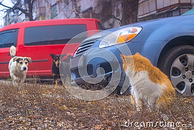 Dogs search sitting cat in the yard, then chasing Stock Photo