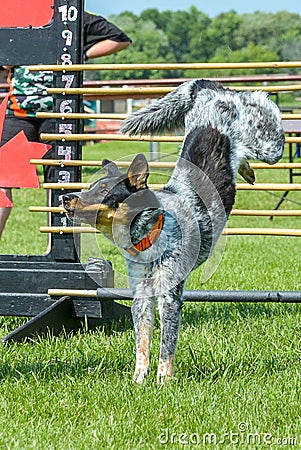 Dogs show Editorial Stock Photo