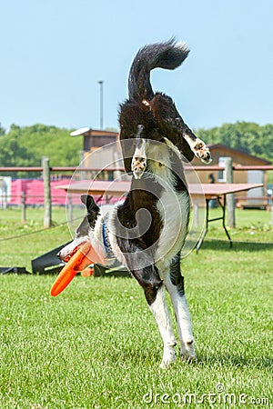 Dogs show Editorial Stock Photo