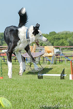 Dogs show Editorial Stock Photo