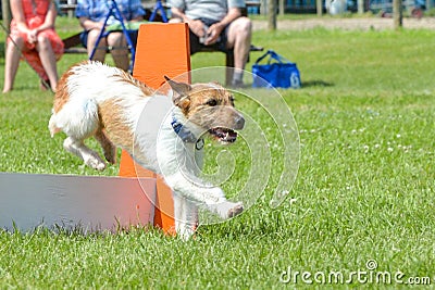 Dogs show Editorial Stock Photo