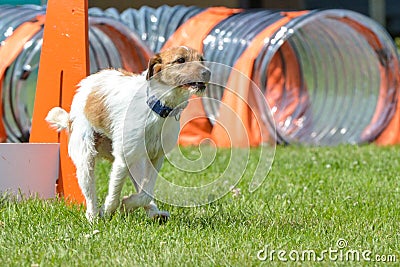 Dogs show Editorial Stock Photo