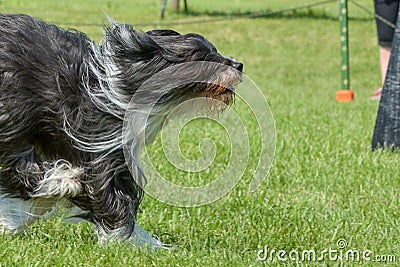 Dogs show Editorial Stock Photo