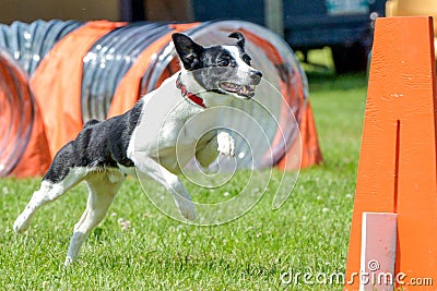 Dogs show Editorial Stock Photo