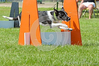 Dogs show Editorial Stock Photo