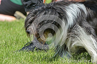 Dogs show Editorial Stock Photo