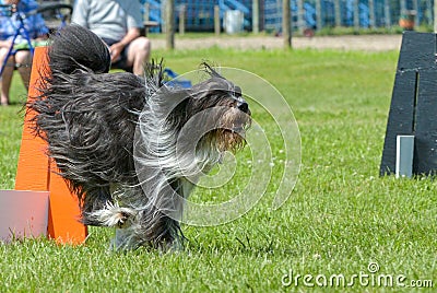 Dogs show Editorial Stock Photo