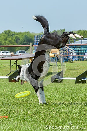 Dogs show Editorial Stock Photo