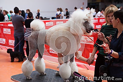 Dogs show in Vic Editorial Stock Photo