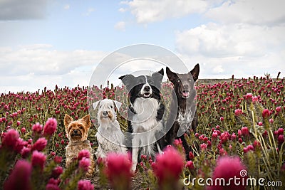 Dogs are sitting in crimson clover. Stock Photo