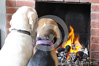 Dogs Sitting in Front of Fire Stock Photo