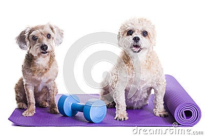 Dogs sitting on a yoga mat, preparing for excercise Stock Photo