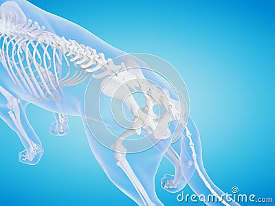 the dogs skeletal system Cartoon Illustration