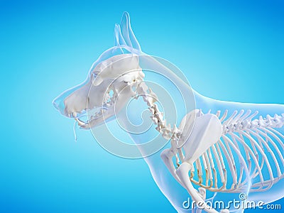 the dogs skeletal system Cartoon Illustration