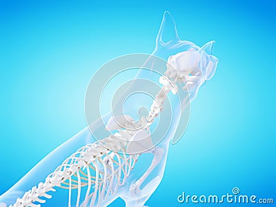 The dogs skeletal system Cartoon Illustration