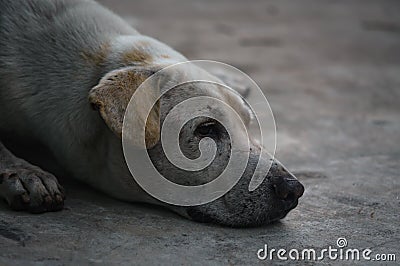 Dogs sleep Stock Photo