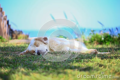 Dogs Sleep Well in Nature. Stock Photo