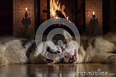 Dogs sleeping together by fireplace. Siberian husky dogs taking nap. Home pets. Animal care. Love and friendship. Domestic animals Stock Photo