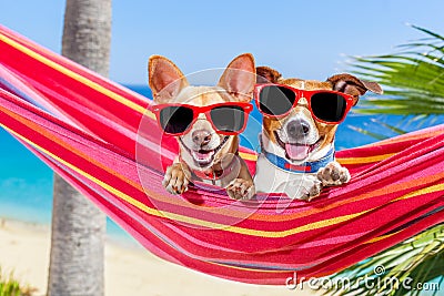 Dogs summer hammock Stock Photo