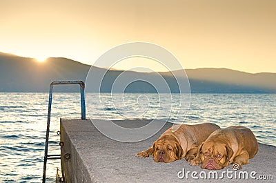 Dogs on sunset pier Stock Photo