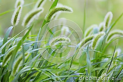 Dogs tail grass Stock Photo