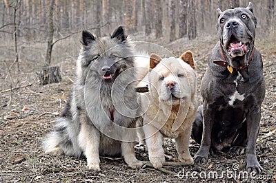 Dogs of three different breeds are sitting on the background of the forest Stock Photo