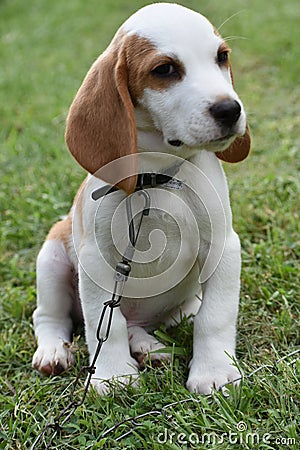 Beagle Tricolor Puppy is so Adorable Stock Photo