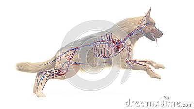 A dogs vascular system Cartoon Illustration