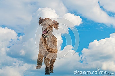 Dogs view of heavenly fun running in the sky Stock Photo