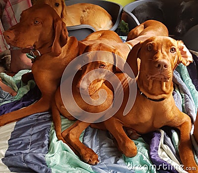 Dogs vislas pups pets hungarian domestic Stock Photo
