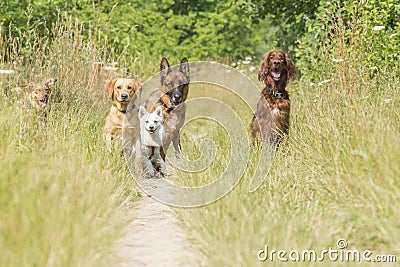 Dogs waiting for command Stock Photo