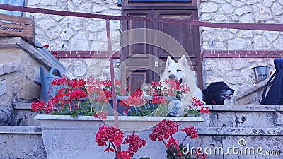 Dogs waiting at the door Stock Photo