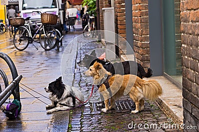 Dogs waiting for their masters in front of shop, city of Ferrara Stock Photo