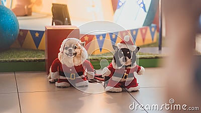 Dogs wearing festive Christmas costumes in a mall Stock Photo