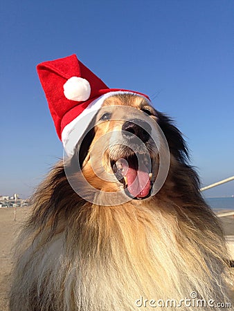 Dogs wearing Xmas Hats Stock Photo