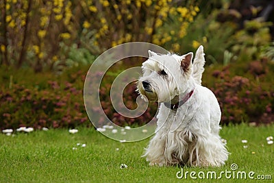 West Highland White Terrier Stock Photo