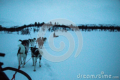 Dogsledding in the Sami People region of Abisko National Park in Sweden and Norway Stock Photo