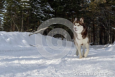 Dogsledding in a winter landscape in forest with husky dog Stock Photo