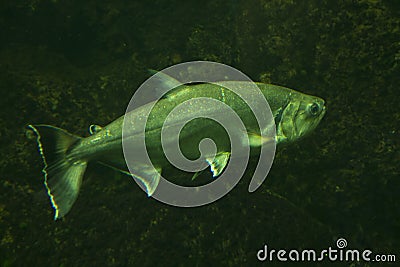 Dogtooth characin, payara Hydrolycus armatus. Stock Photo