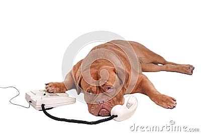 Dogue chatting Stock Photo